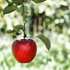 remedios naturales para la rosacea, vinagre de manzana, remedios caseros, rosacea, tratamientos naturales